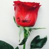 trandafir-te-iubesc-3650060_big
